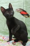 Buster the Cuddly Kitten