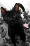 Buster the Cuddly Kitten