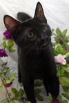 Buster the Cuddly Kitten