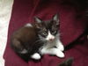 Tobias the Goofball Cuddler  Kitten