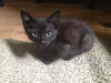 Oscar the Curious Kitten