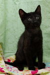 Oscar the Curious Kitten