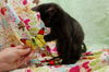 Oscar the Curious Kitten