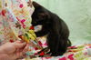 Oscar the Curious Kitten