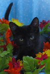 Oscar the Curious Kitten