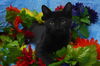 Oscar the Curious Kitten