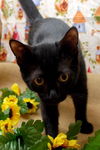 Oscar the Curious Kitten