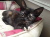 Maeby the Mellow Kitten