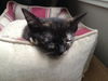 Maeby the Mellow Kitten
