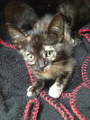 Maeby the Mellow Kitten