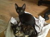 Maeby the Mellow Kitten