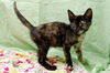 Maeby the Mellow Kitten