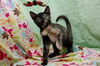 Maeby the Mellow Kitten