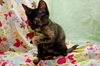 Maeby the Mellow Kitten