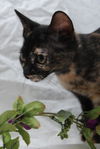 Maeby the Mellow Kitten