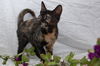 Maeby the Mellow Kitten