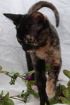 Maeby the Mellow Kitten
