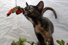 Maeby the Mellow Kitten
