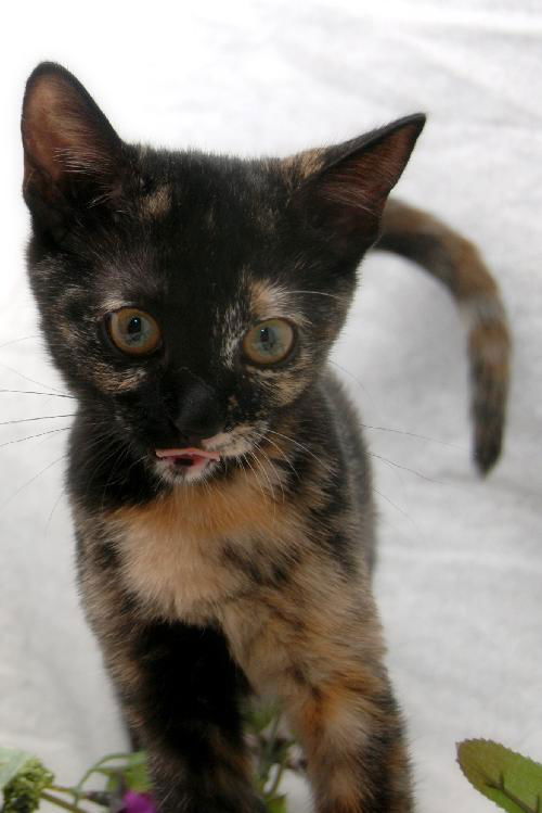 Maeby the Mellow Kitten