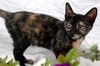 Maeby the Mellow Kitten