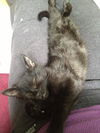 Jake the Lap Kitten