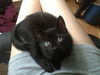 Jake the Lap Kitten