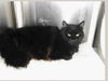 Zoie the Love Bug Declawed Angel