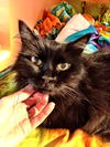 Zoie the Love Bug Declawed Angel