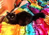Zoie the Love Bug Declawed Angel