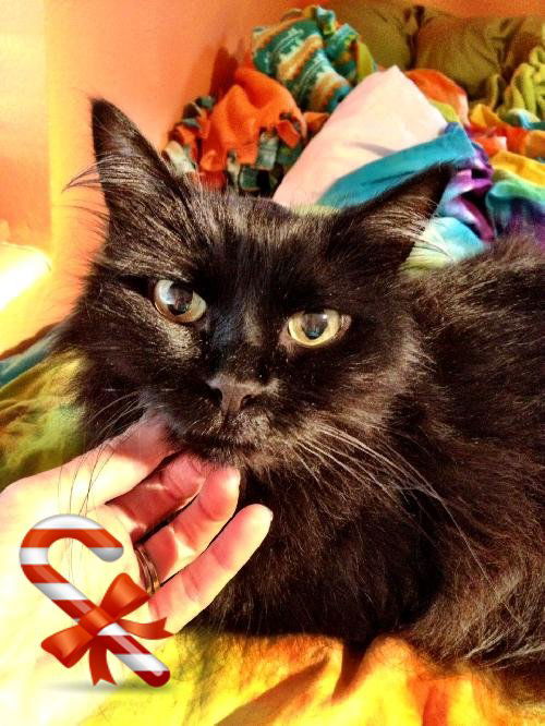 Zoie the Love Bug Declawed Angel