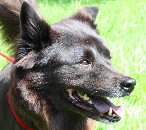 Mystic the Senior Chow