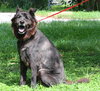 Mystic the Senior Chow