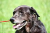 Miranda the Senior Lab Blend