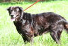 Miranda the Senior Lab Blend