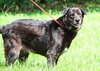 Miranda the Senior Lab Blend