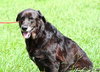 Miranda the Senior Lab Blend