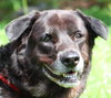 Miranda the Senior Lab Blend