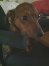 Mercy the Mini Terrier/Dachshund