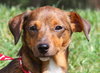 Mercy the Mini Terrier/Dachshund