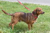 Mercy the Mini Terrier/Dachshund