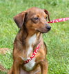 Mercy the Mini Terrier/Dachshund