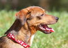 Mercy the Mini Terrier/Dachshund