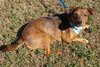 Mercy the Mini Terrier/Dachshund