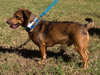 Mercy the Mini Terrier/Dachshund