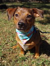 Mercy the Mini Terrier/Dachshund