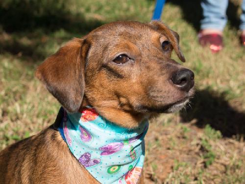 Mercy the Mini Terrier/Dachshund