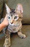 Pop the Sweet Kitten