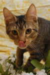 Pop the Sweet Kitten