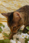 Pop the Sweet Kitten