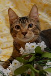 Pop the Sweet Kitten